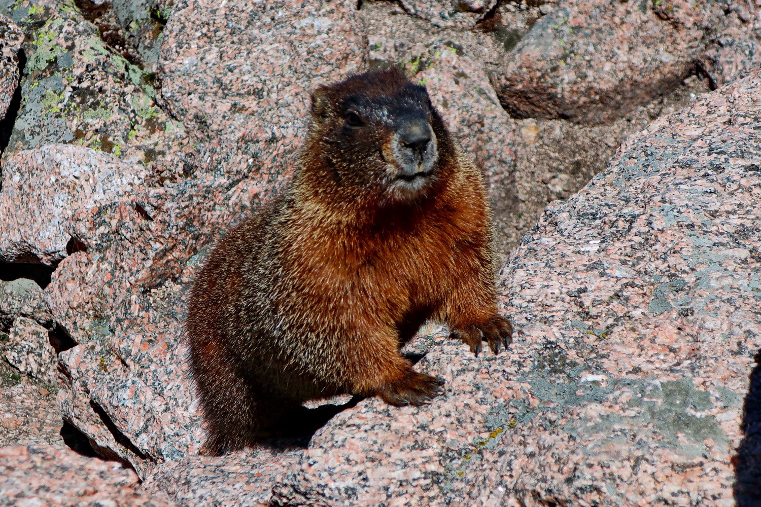 Not really - Marmot is watching